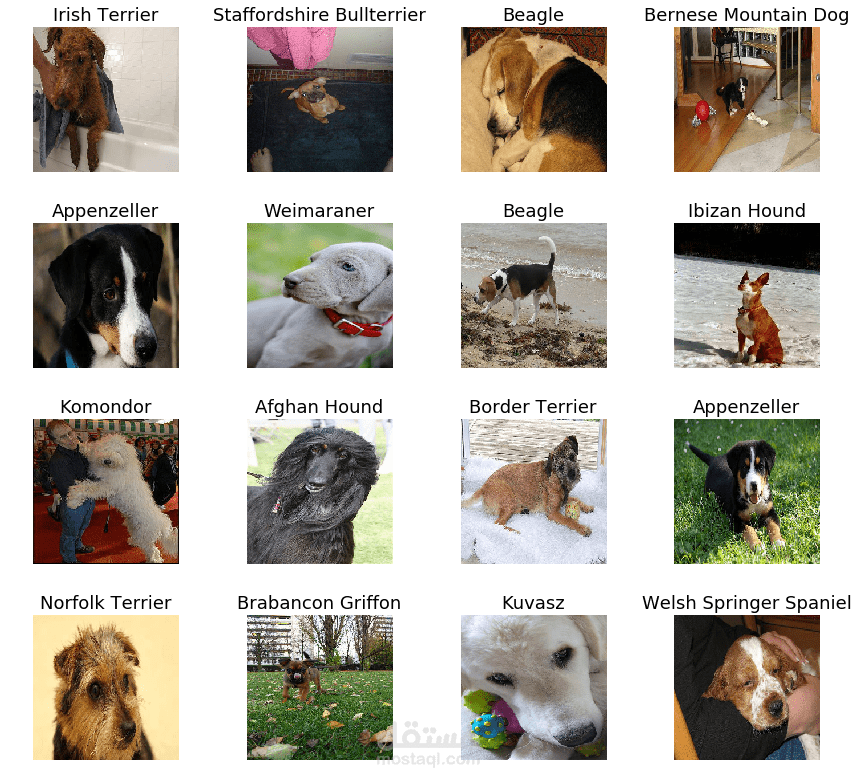 Dogs types classification using CNN