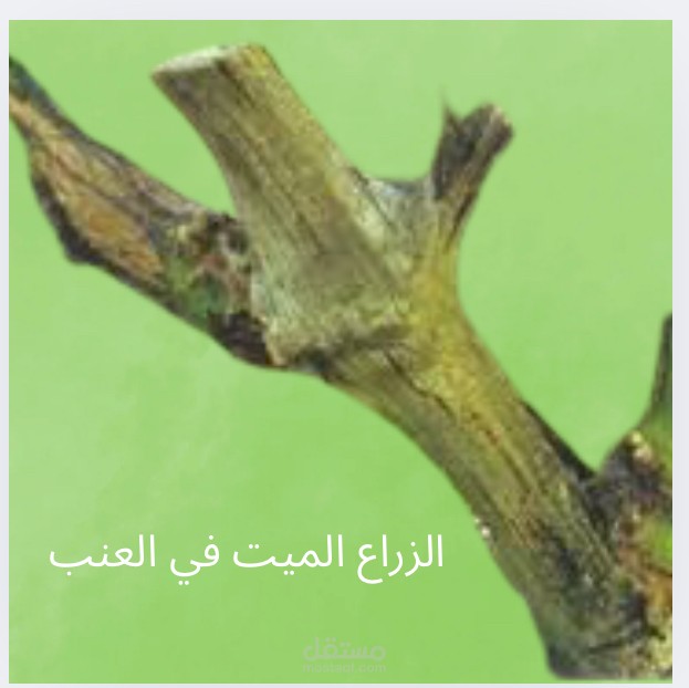 الزراع الميت في العنب