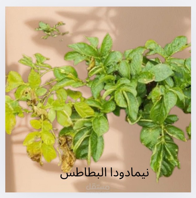 مرض النيماتودا في البطاطس