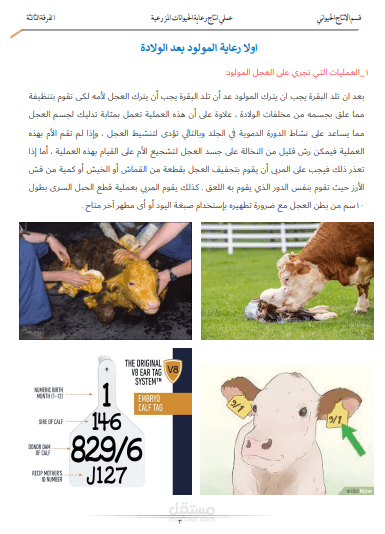 الكتابة علي الورد بشكل احترافي
