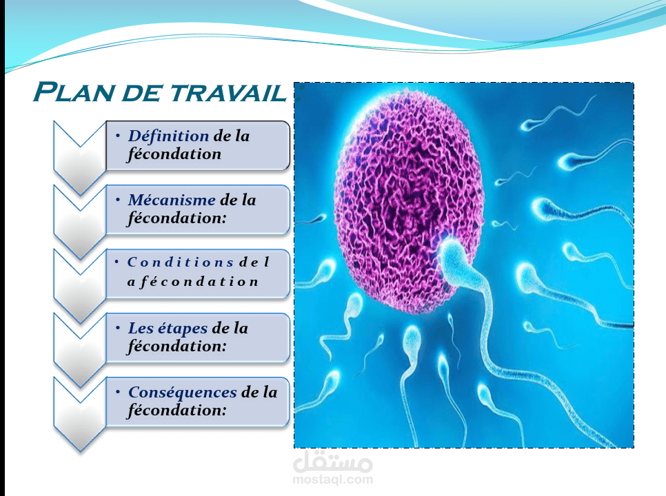 Exposé sur la fécondation