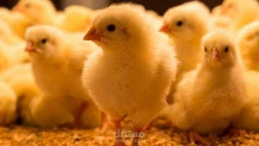 بانر اعلانى لمزرعة بيطرية