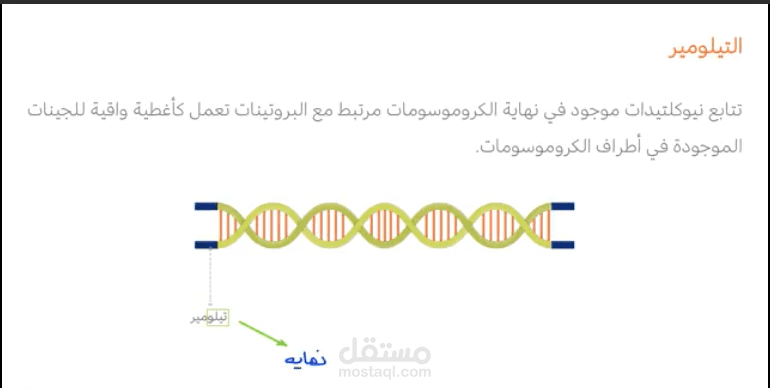 كتابة/ تأليف محتوي الاسكربت والستوري بورد لفيديوهات تعليم اليكتروني، مرفق مثال بعنوان ـ عمر الخلية ـ مناهج الاحياء ـ مشروع الكويت
