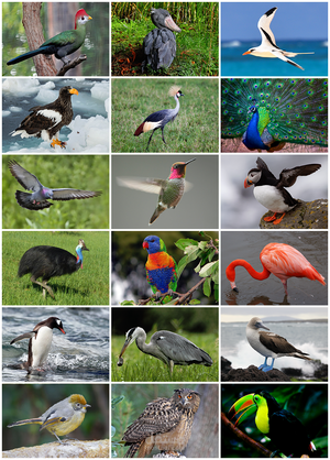 Bird breeding