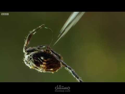 ترجمة وثائقي من BBC فيديو عالي الجودة