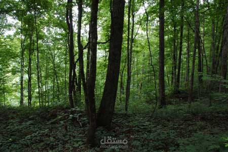 A Journey to the Forest