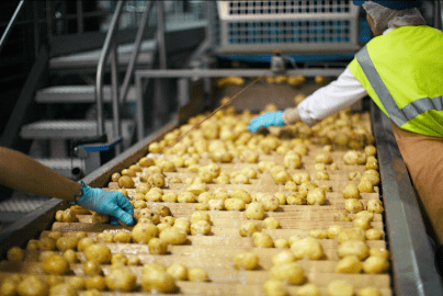 دراسة جدوى| خط انتاج اصابع البطاطس المجمدة