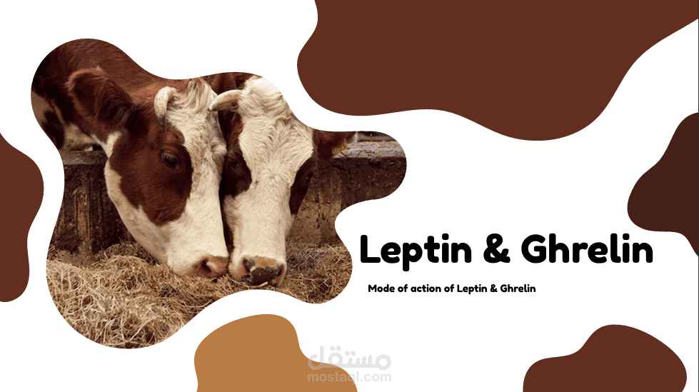 Appetite & Energy Balance: Insights into Leptin and Ghrelin Mechanisms