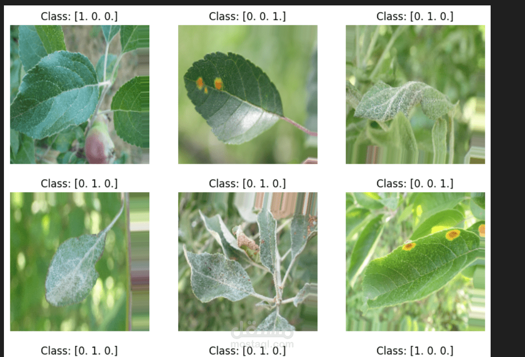 Plant Disease Classification | تصنيف أمراض النباتات