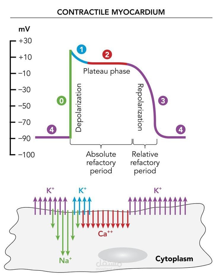 Action Potential in Cardiac Muscles