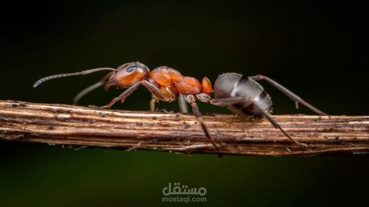 كيف ينام النمل