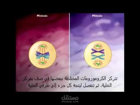 إ ضافة الترجمة على الفيديو