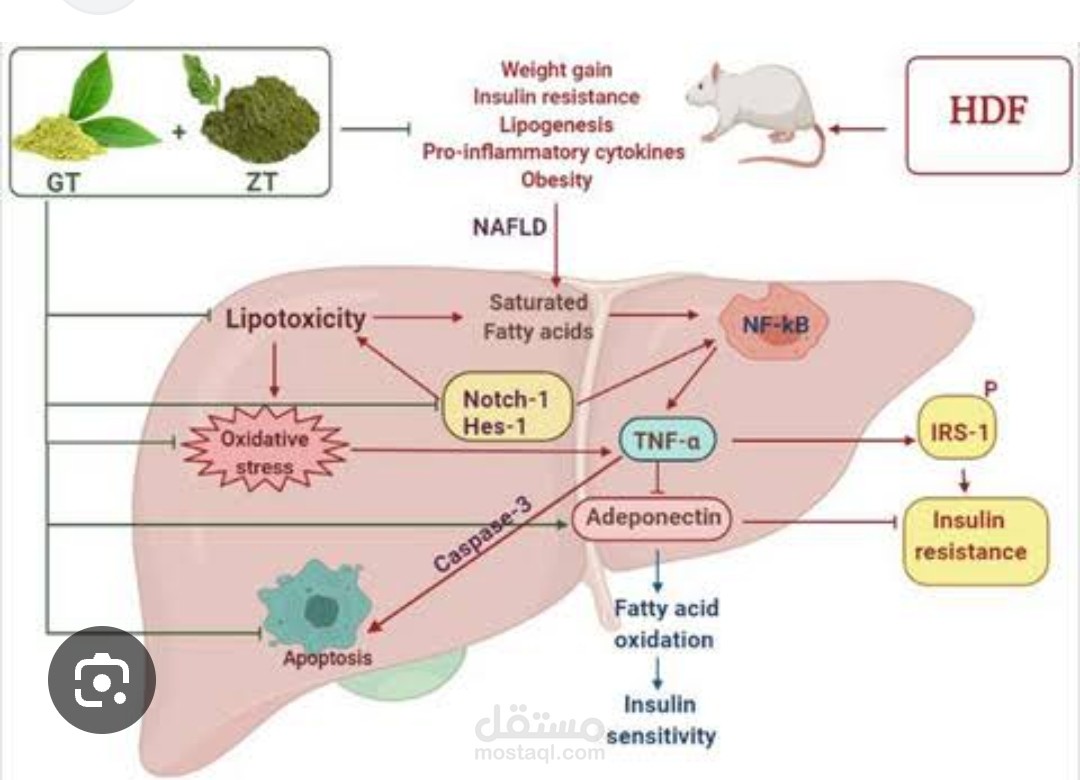 Ziziphus spina-christi (L.) fortified with Camellia sinensis mediates apoptosis, Notch-1 signaling, and mitigates obesity-induced non-alcoholic fatty liver