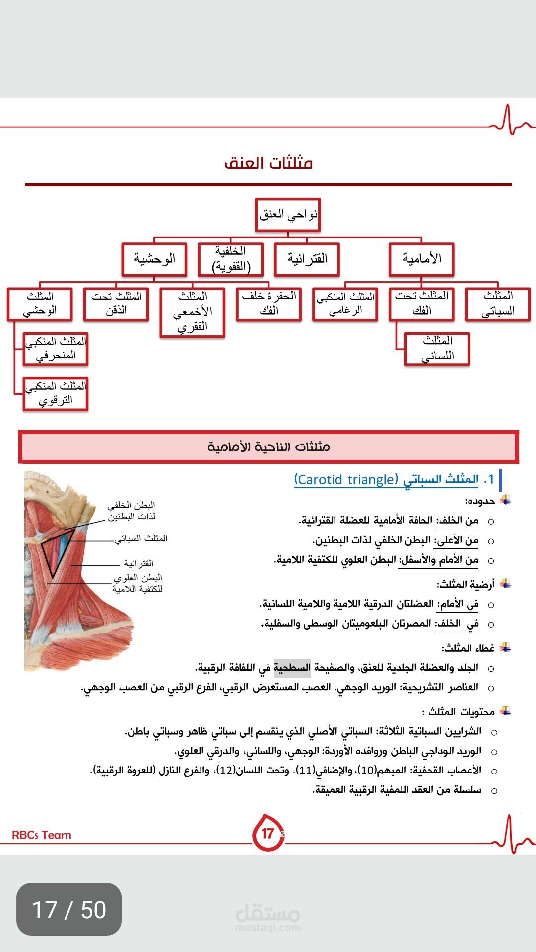 محاضرة بعنوان تشريح العنق