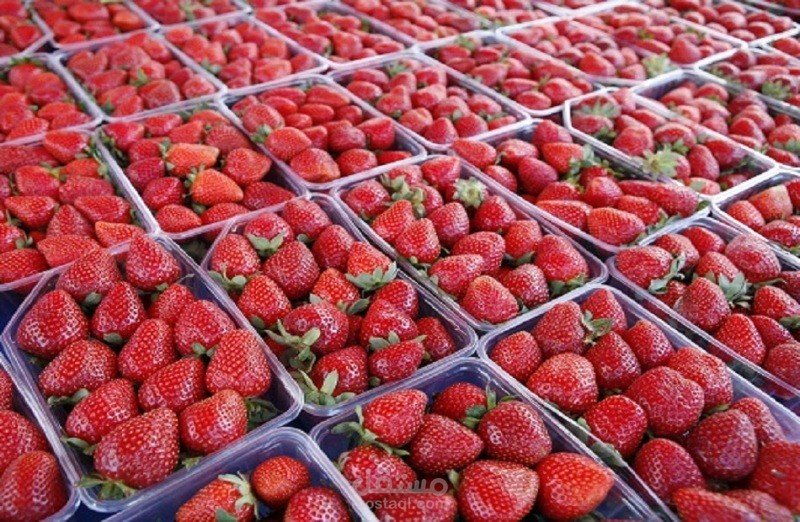 إعادة تموضع وبناء استراتيجية Go-To-Market – شركة بيانتا