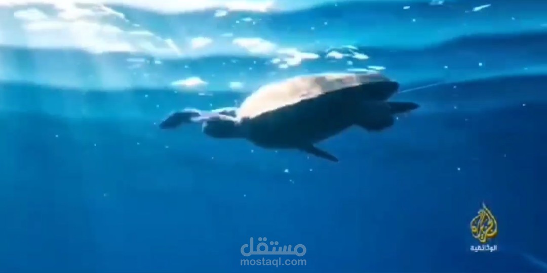 جزء من وثائقي عن السلحفاة البحرية