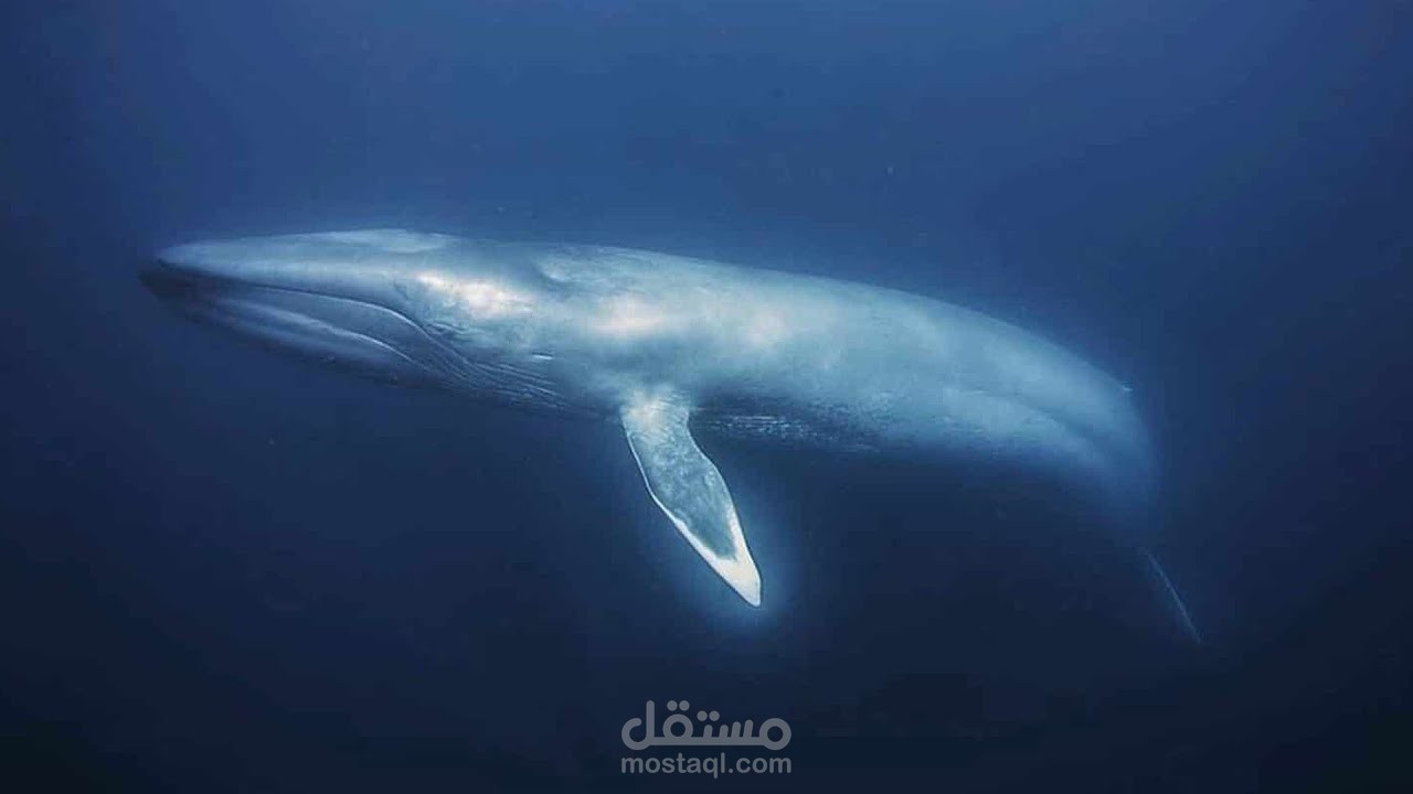 حقيقة صوت الحوت الأزرق المنتشر على مواقع التواصل الاجتماعي