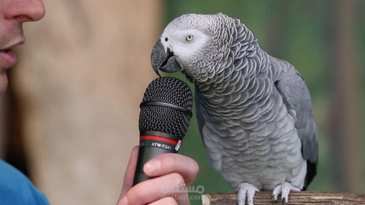 إزاي الببغاء بيقدر يتكلم زي البشر؟
