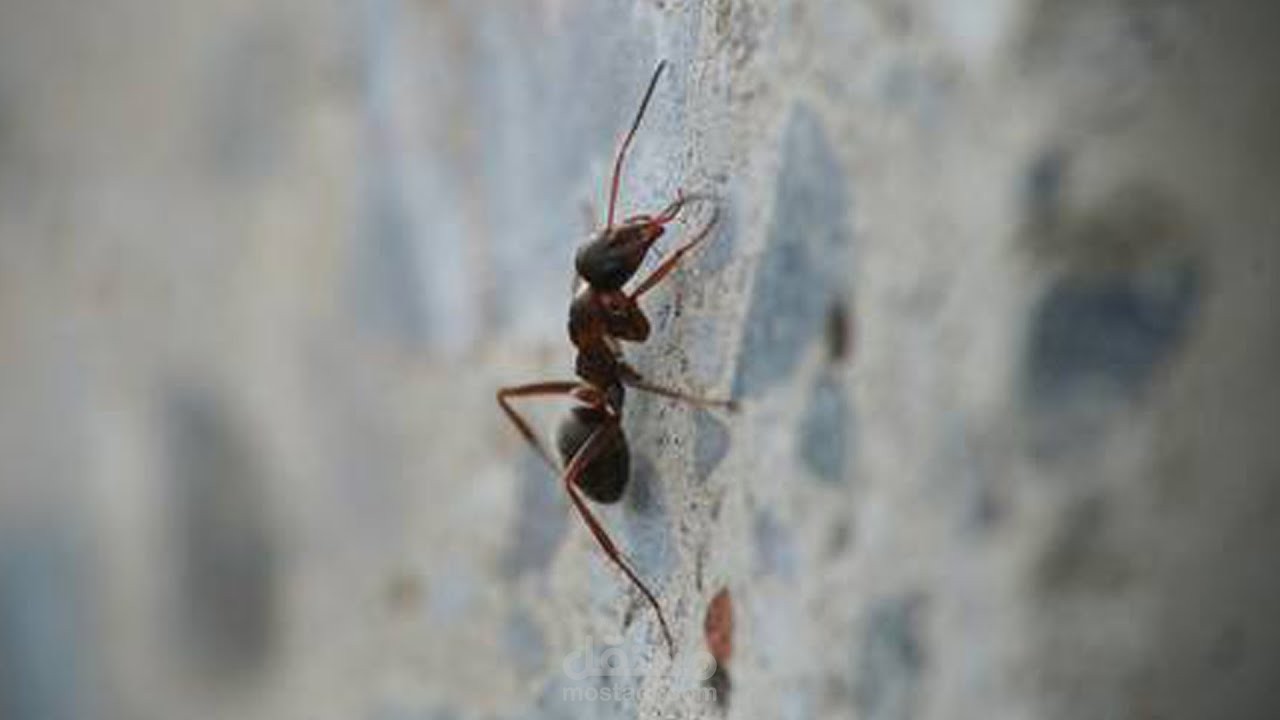 إزاي النمل بيمشي على الحيطة والسقف؟