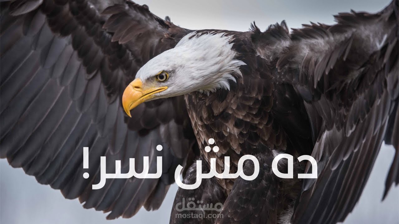 العُقاب | سيد الجو