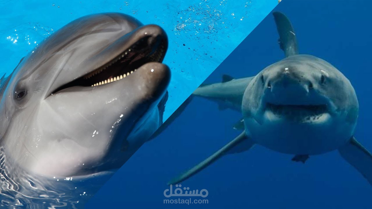 ليه القرش مفترس والدولفين أليف؟