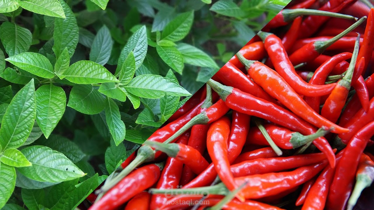 ليه الفلفل حار والنعناع بارد؟