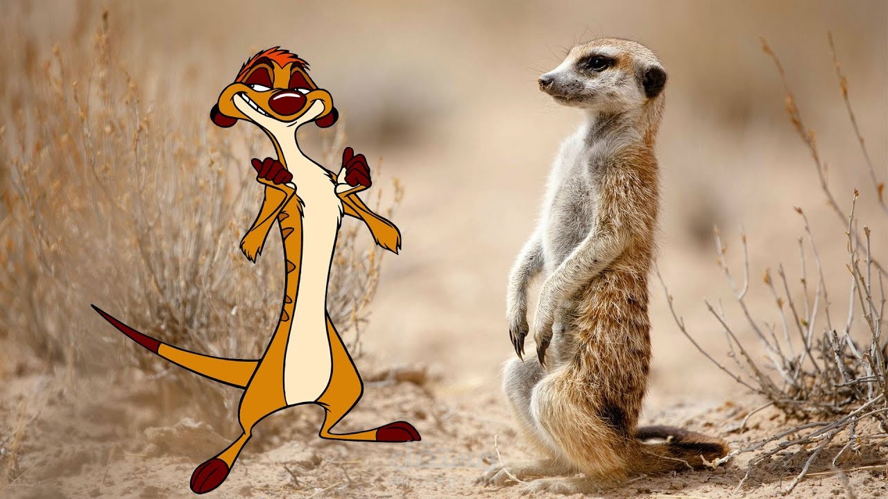 الميركات | تيمون الحقيقي