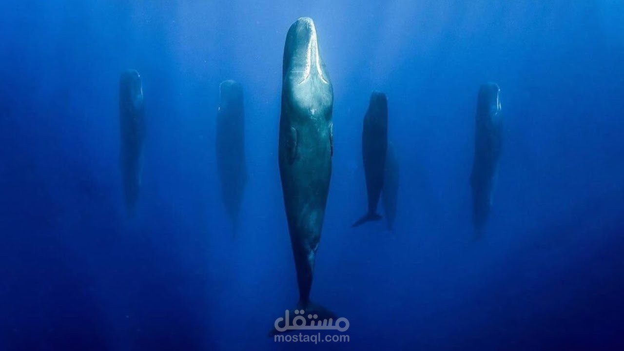 إزاي الحيتان والدلافين بيناموا في البحر من غير ما يغرقوا؟