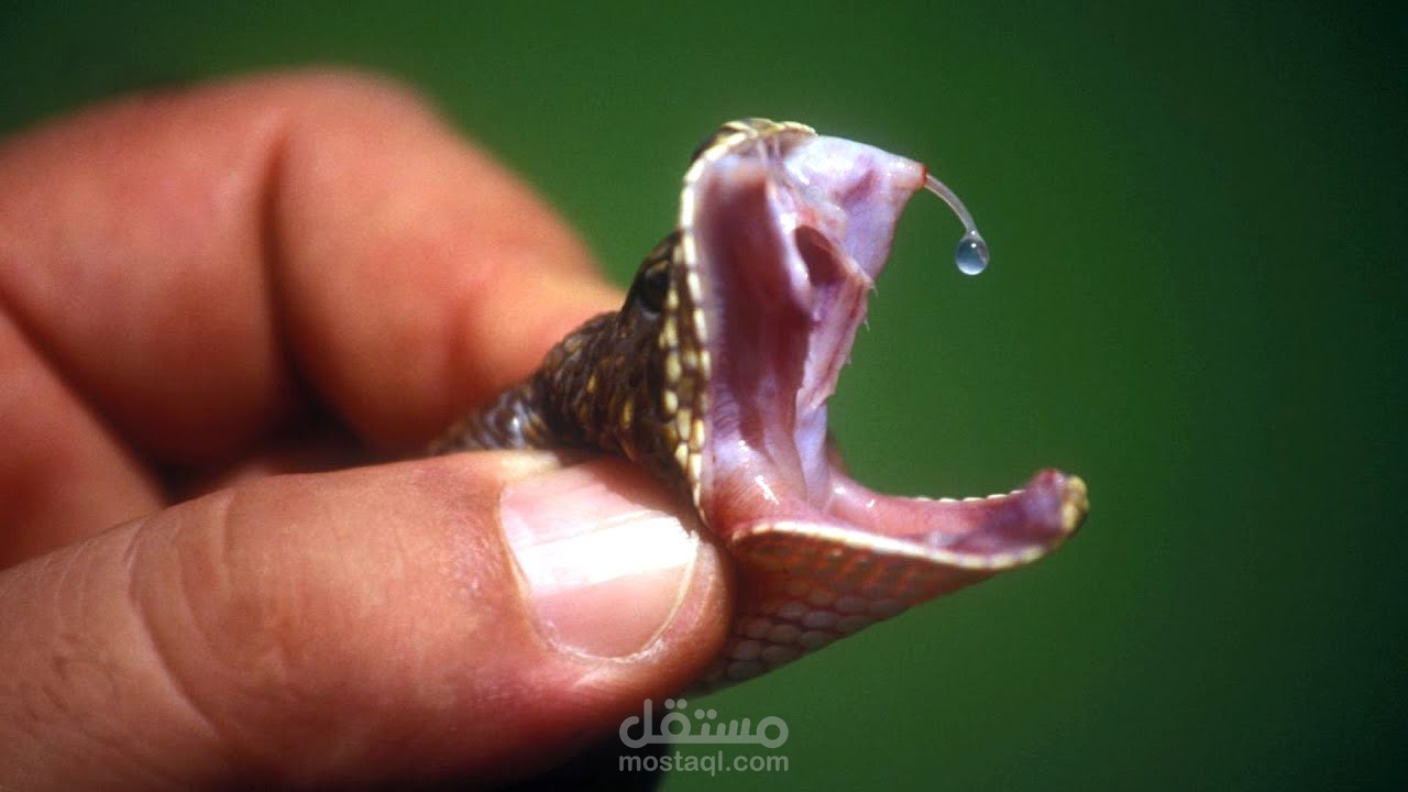 إزاي الثعبان مش بيموت بالسم بتاعه؟