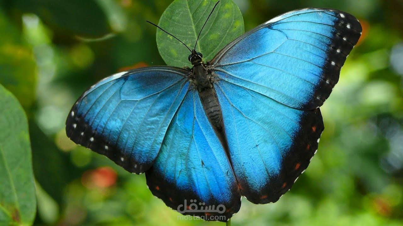 ليه اللون الأزرق نادر في الطبيعة؟