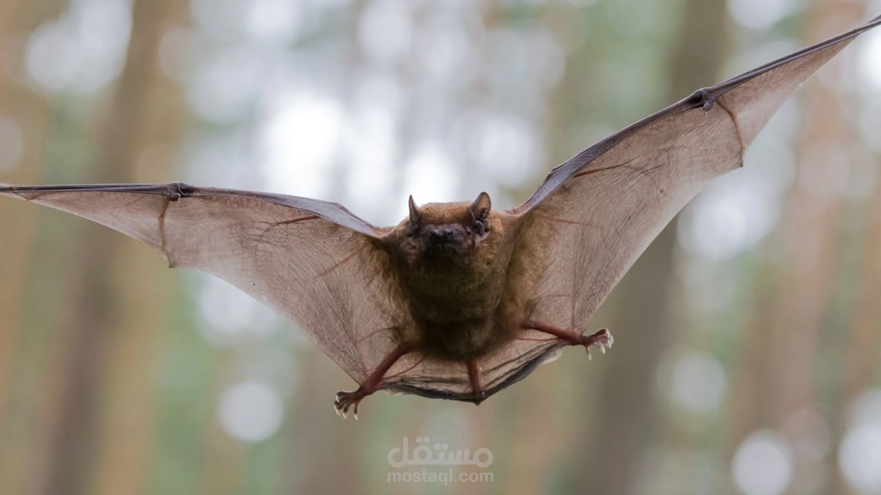 ليه الخفافيش بتحمل فيروسات كتير؟