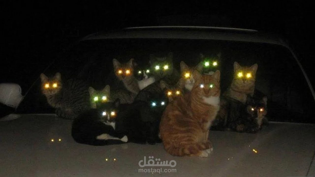 ليه عيون القطط بتنور بالليل؟