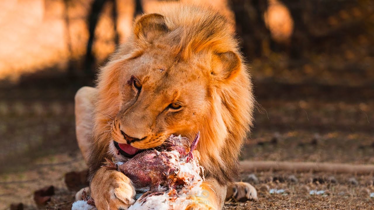 إزاي الحيوانات المفترسة بتاكل طعام ملوث ومش بتمرض؟