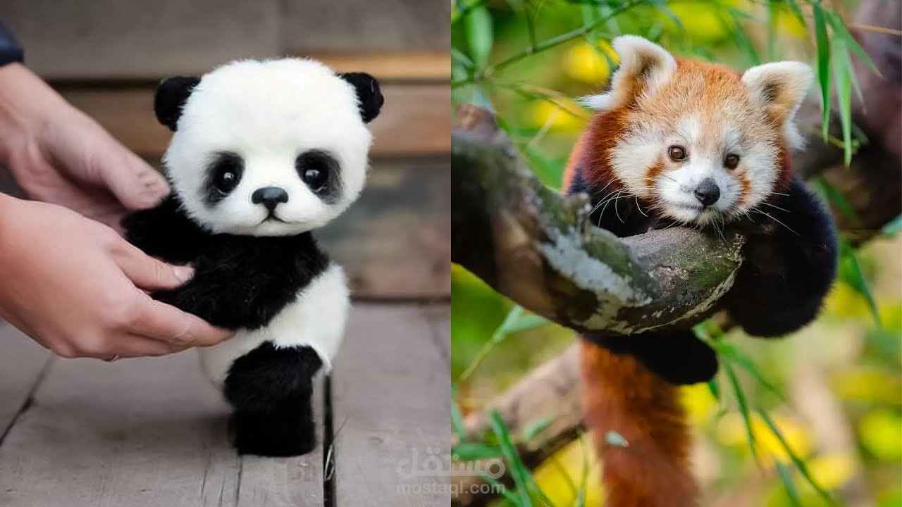 ألطف صغار الحيوانات على الإطلاق