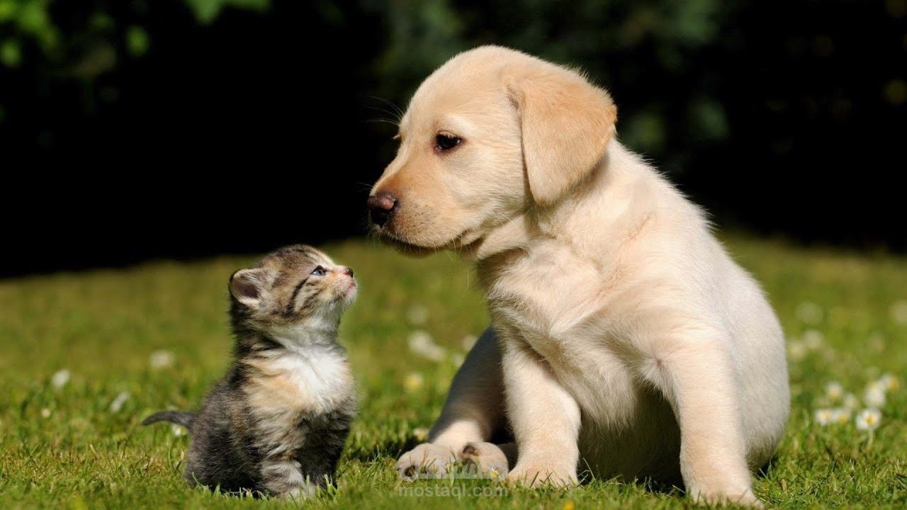 ليه القطط مش بتخاف من الكلاب زي زمان؟