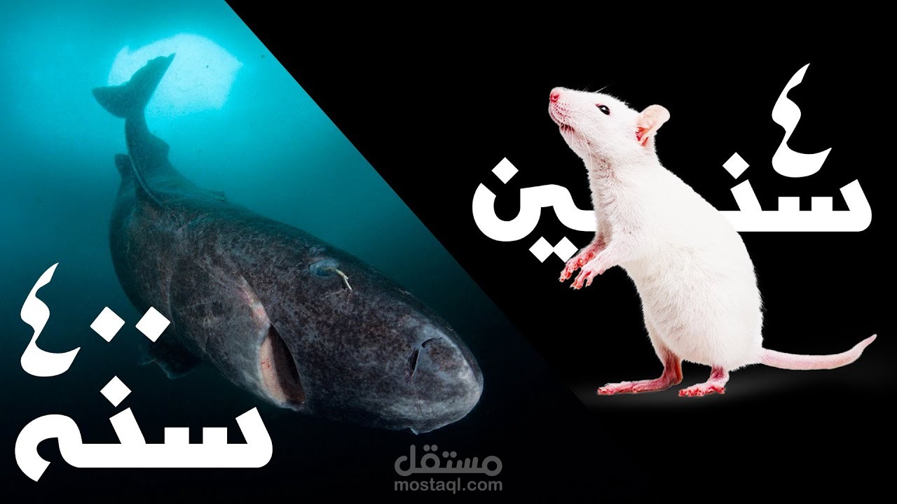 ليه أعمار الحيوانات متفاوتة بشكل كبير؟