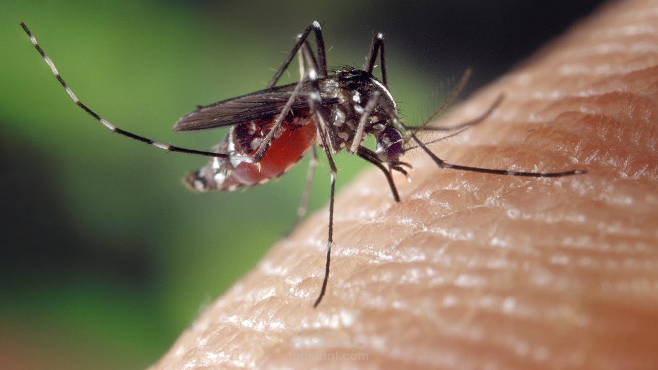 ليه الناموس بيختار يقرصك انت بالذات؟