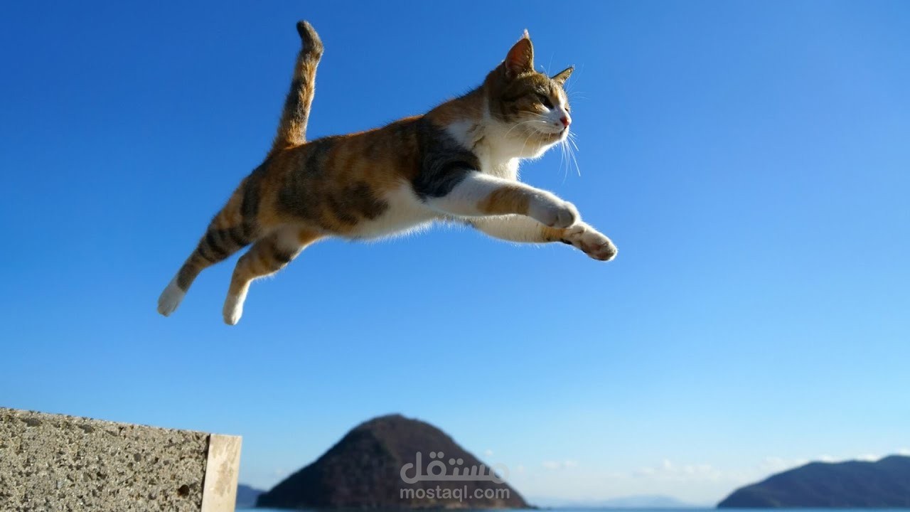 هل القطط فعلاً عندها سبع أرواح؟