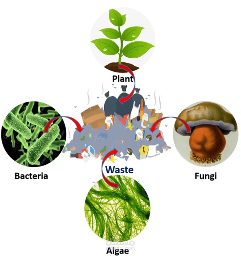 Academic research paper about bioremediation application.
