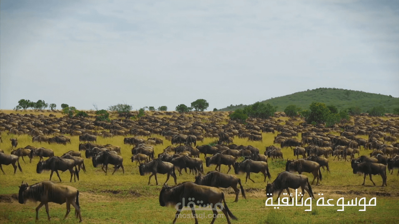 إنتاج فيديوهات وثائقية_03