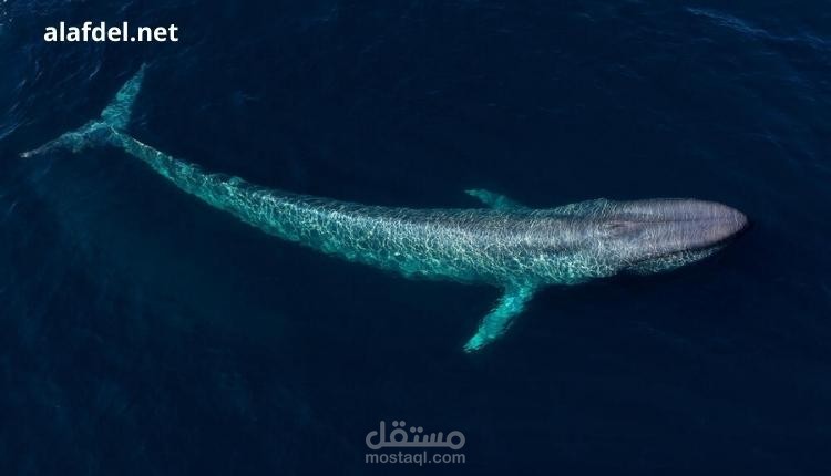 نبي الله يونس عليه السلام