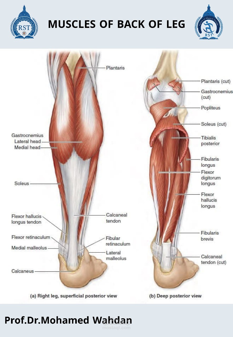 poster MUSCLES OF BACK OF LEG