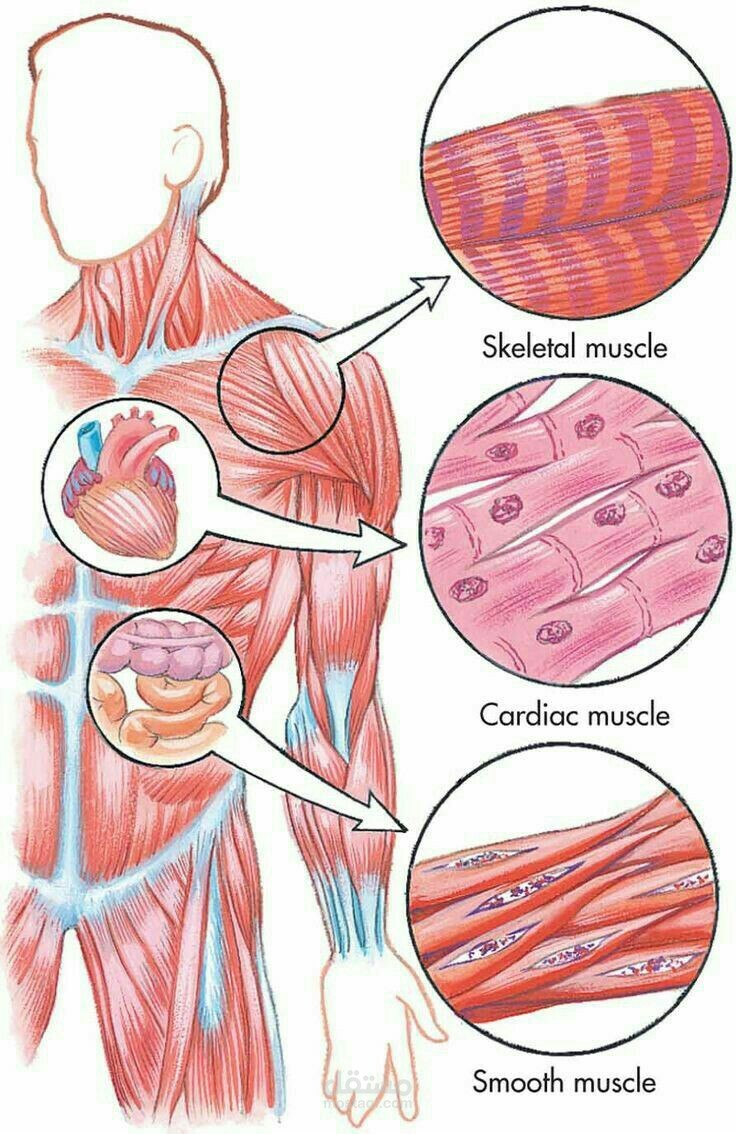 Article about Histology