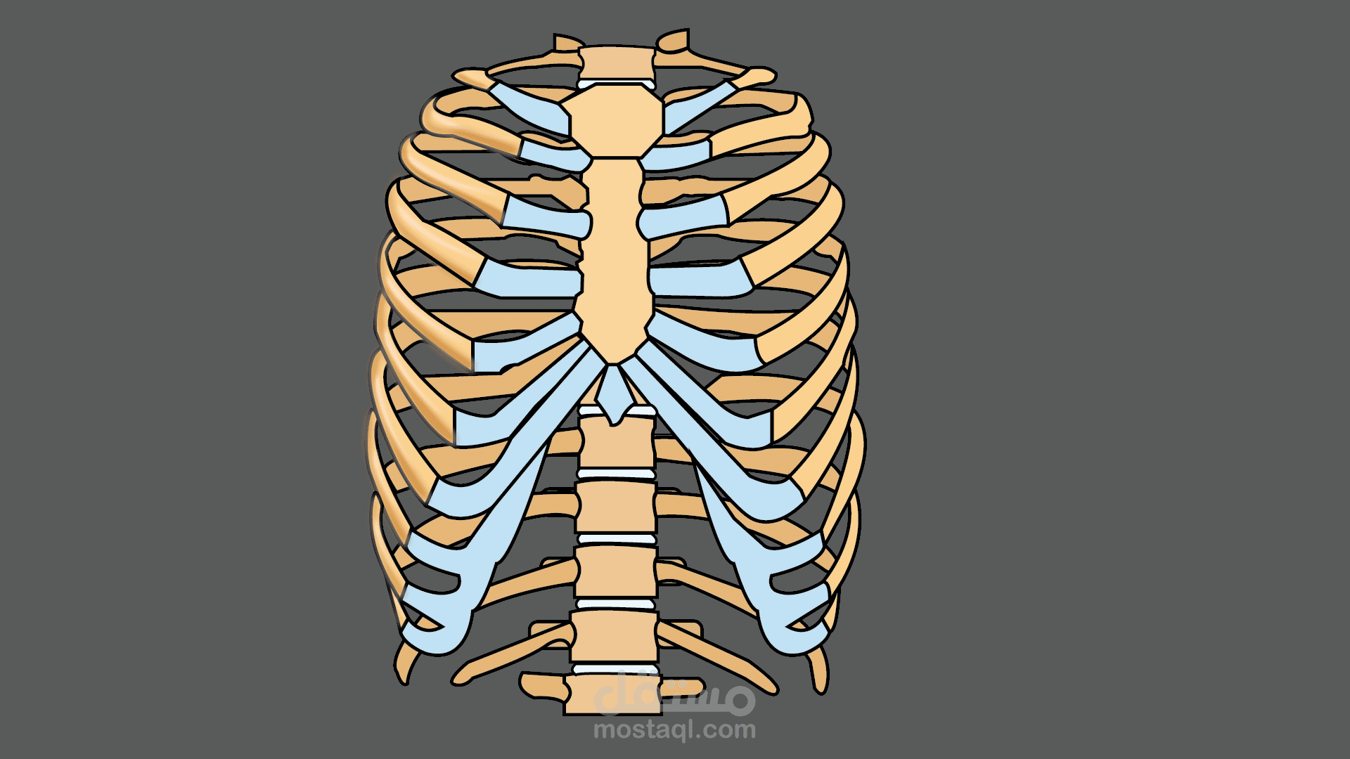 Thoracic cage vector