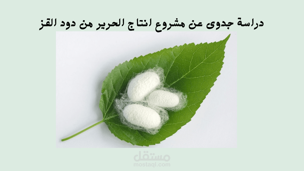 دراسة جدوى تفصيلية لمشروع انتاج الحرير من دودة القز