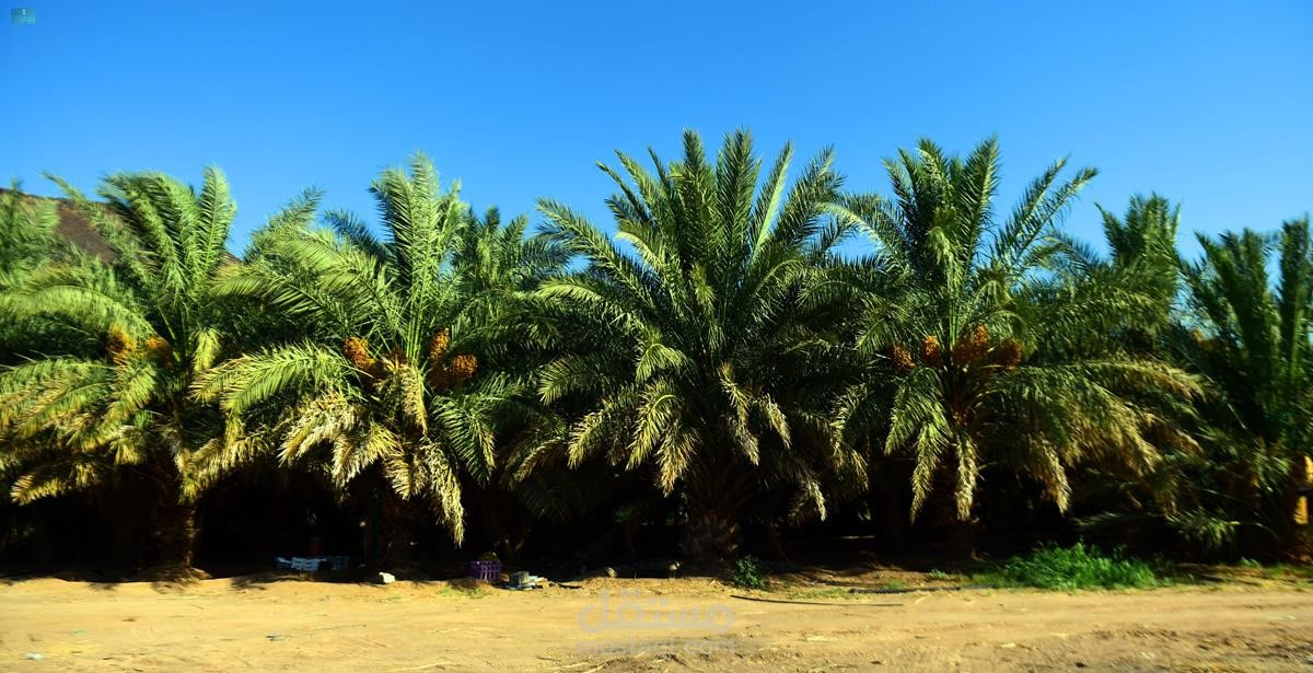 الاهميه الاقتصاديه لتمر العجوه