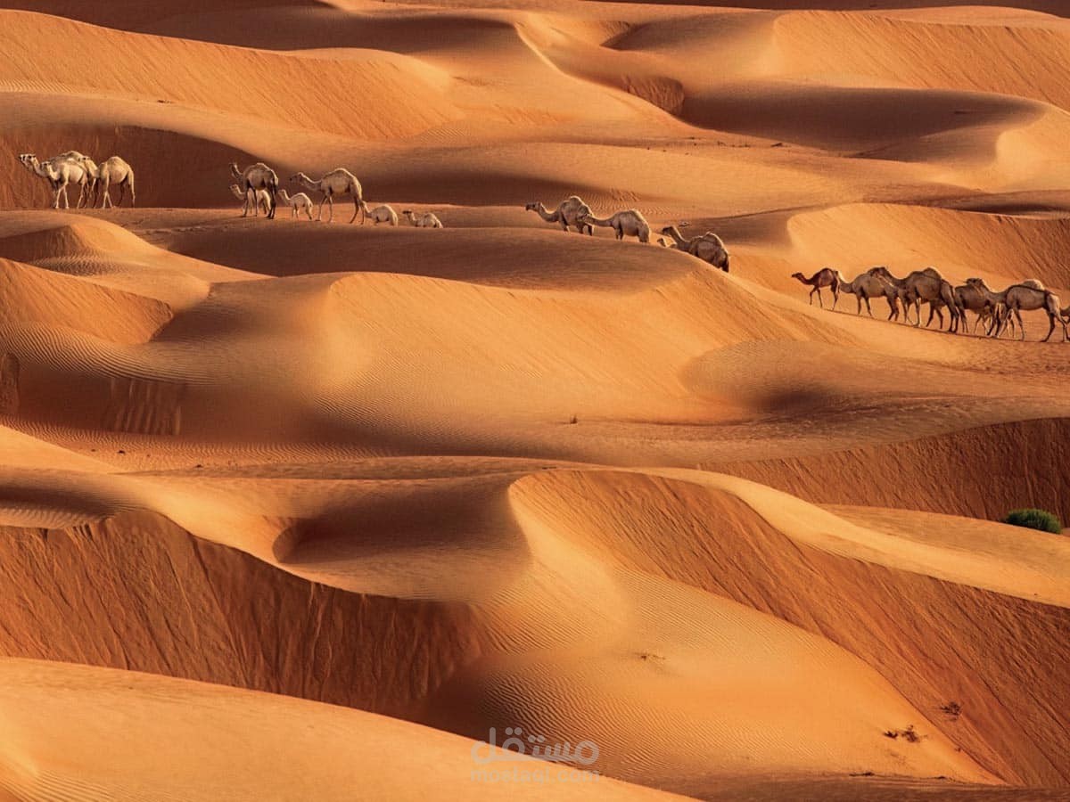 تغطيتي لمشروع Dune السعودي