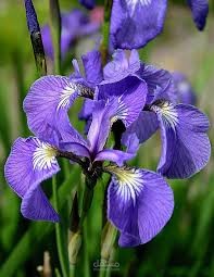 تصنيف أنواع أزهار السوسن (Iris Flower) باستخدام تعلم الآلة