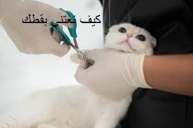 كيف تعتني بقطك