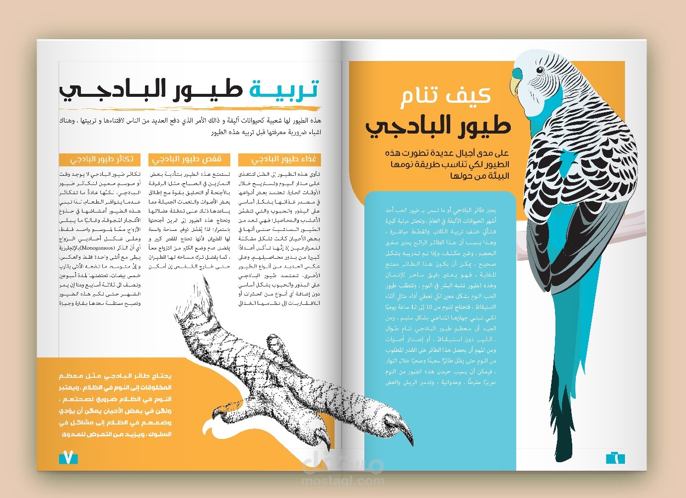 مجلة علمية عن طيور البادجي